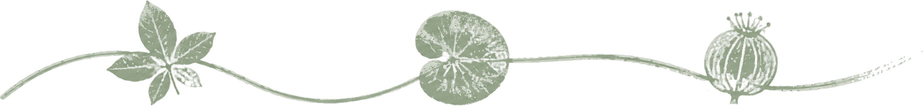 A botanical illustration of a leaf, a lily pad, and a seed pod connected by a single vine, representing the three phases of the Client Journey